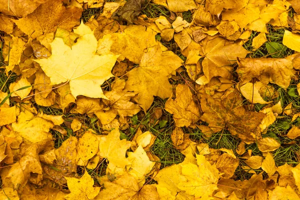 Bright Beautiful Yellow Autumn Leaves Ground Autumn Background — Stock Photo, Image