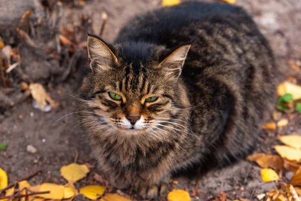 毛绒绒的街头猫坐在地上 秋天的黄叶 — 图库照片