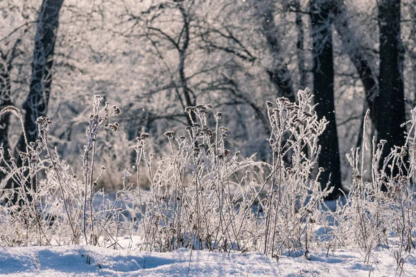 Herbe Sèche Gros Plan Sur Fond Forêt Par Une Journée — Photo