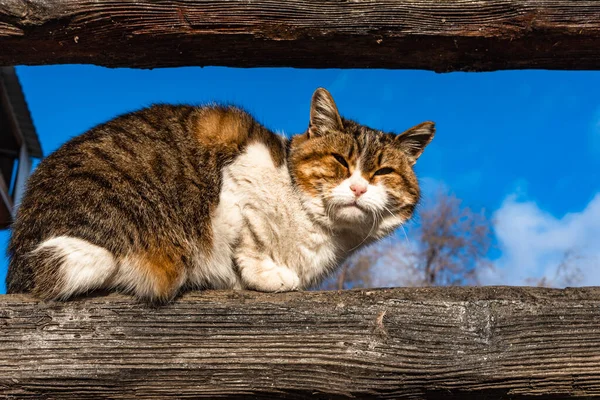 Grande Rue Chat Tabby Sur Clôture Contre Ciel Bleu — Photo