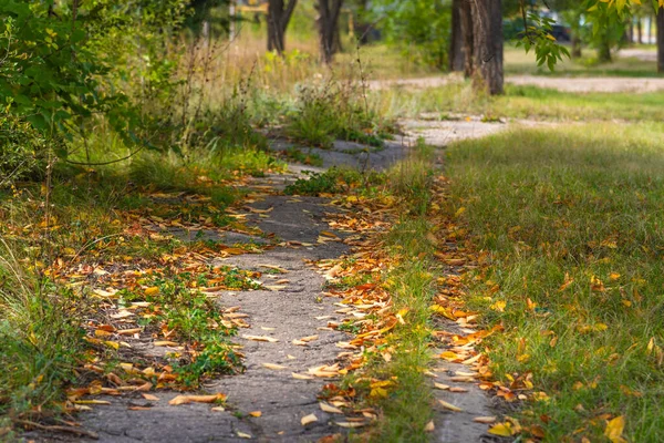 紅葉が美しい秋の公園の遊歩道 — ストック写真
