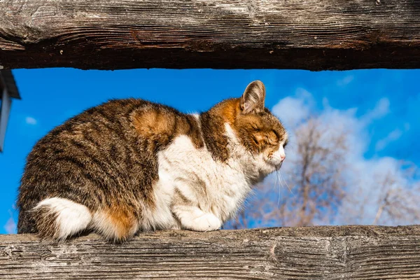 蓝色天空下篱笆上的大街小巷里的肥猫 — 图库照片