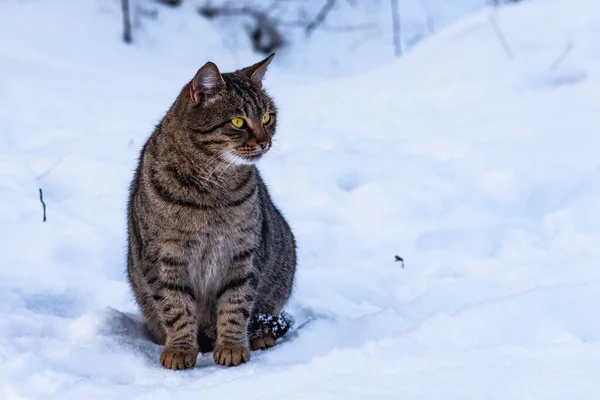 被剥光衣服的流浪猫坐在雪地上 — 图库照片