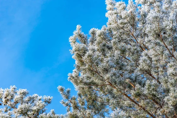 Winter Achtergrond Dennentakken Vorst Tegen Blauwe Lucht Kopieer Ruimte — Stockfoto
