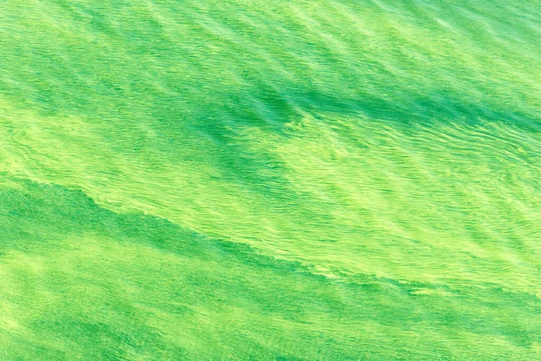 水面上的绿藻 美丽而模糊的背景 — 图库照片