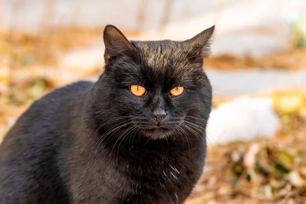 一只长着橙色眼睛的漂亮街道黑猫的画像 — 图库照片
