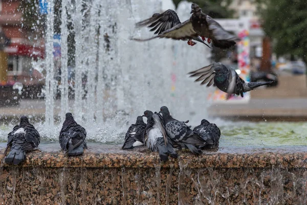 市内の噴水でピジョン浴 — ストック写真