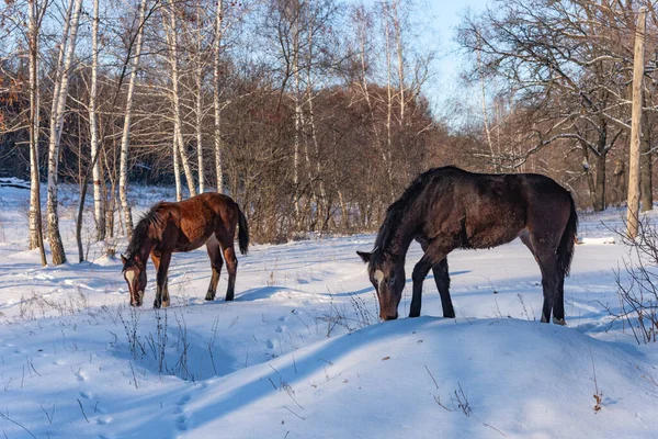 Молодые Лошади Зимнем Лесу — стоковое фото