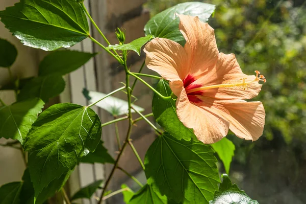 Hibiscus rosa, Chinese rose - a beautiful flower grown at home, Garden on the windowsill