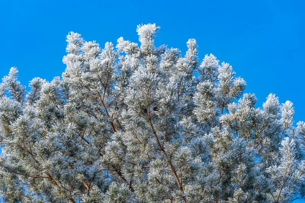 Winter Achtergrond Dennentakken Vorst Tegen Blauwe Lucht Kopieer Ruimte — Stockfoto