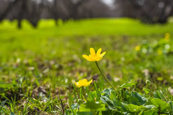 Grama Verde Flores Primavera Prado Amarelo Close Macro Fundo Primavera — Fotografia de Stock