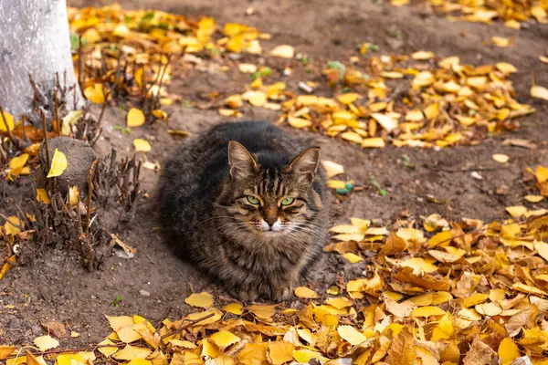 Yumuşak Sokak Kedisi Yerde Oturur Sonbahar Sarısı Yaprakları — Stok fotoğraf