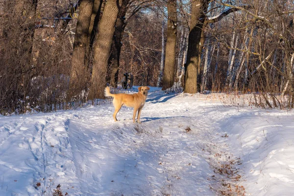 Wild Homeless Red Dog Winter Forest — Stock Photo, Image