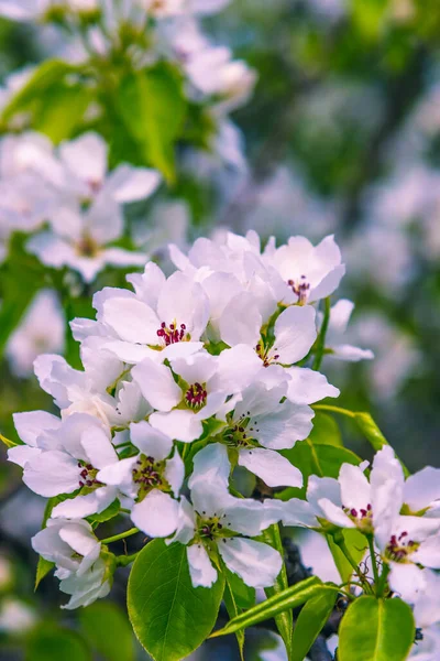 Appelboom Tak Met Bloemen Tegen Een Wazig Voorjaar Tuin Lente — Stockfoto