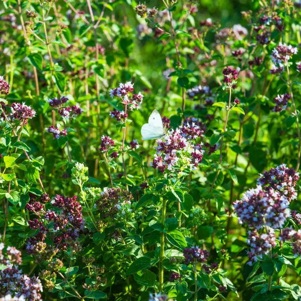 Kvetoucí Tymián Zahradě Letní Krásné Zázemí — Stock fotografie