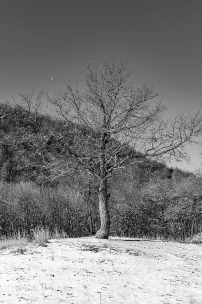 Ensamt Träd Snöig Kulle Bakgrunden Berget Sluttningen Svart Och Vitt — Stockfoto