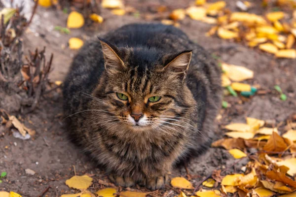 毛绒绒的街头猫坐在地上 秋天的黄叶 — 图库照片