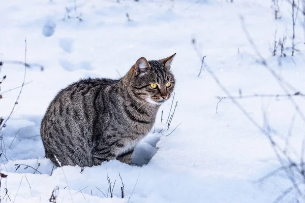 被剥光衣服的流浪猫坐在雪地上 — 图库照片
