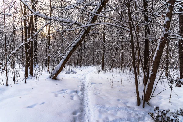 Vacker Vinter Skogslandskap Med Fallna Träd — Stockfoto