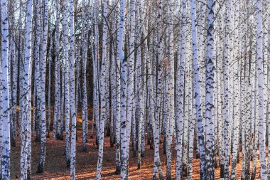Birch Grove - güzel doğal arka plan, kış, sonbahar