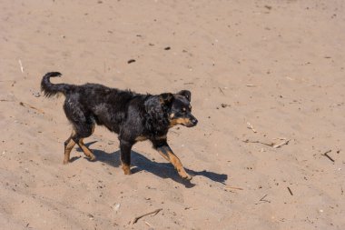 Kumlu sahilde başıboş bir köpek.