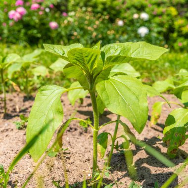 Ayçiçeği kumlu toprakta filizlenir, makro