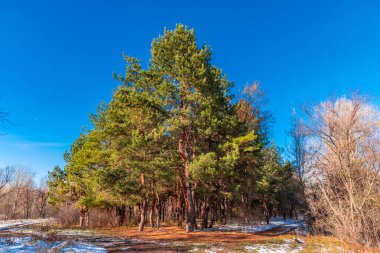 Aralık manzarası - Çamlar mavi gökyüzüne karşı
