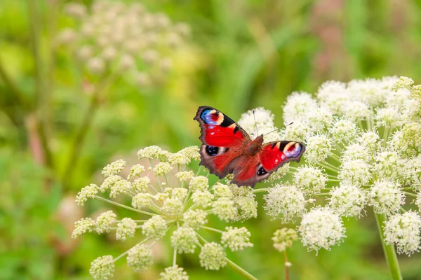 Bella Farfalla Occhio Pavone Sul Prato Fiori Primo Piano — Foto Stock