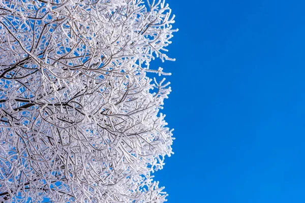 Winter Background Tree Branches Hoarfrost Blue Sky Background Copy Space — Stock Photo, Image