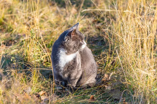 Güzel Gri Kedi Sonbaharda Kuru Çimlerde — Stok fotoğraf
