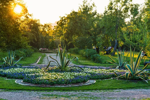 Piękne Łóżko Kwiatowe Ogrodzie Letnim Wieczorem — Zdjęcie stockowe