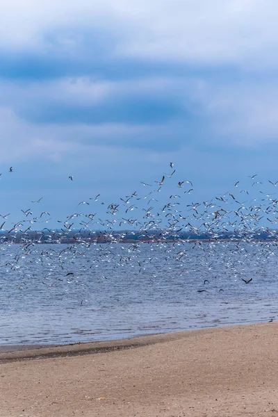 Bandada Gaviotas Una Playa Invierno Vacía — Foto de Stock