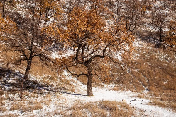 Vackert Vinterlandskap Bakgrund Träd Med Höst Apelsinblad Bergssidan Och Nysnö — Stockfoto