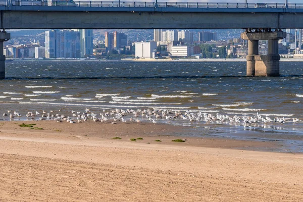 Bela Paisagem Com Muitas Gaivotas Uma Ponte — Fotografia de Stock