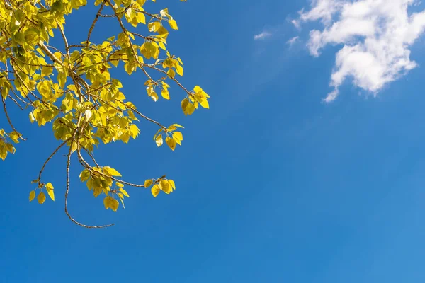 Céu Azul Com Ramo Folhas Amarelas Outono Quadro Com Espaço — Fotografia de Stock