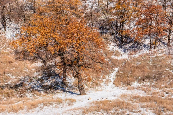 Vackert Vinterlandskap Bakgrund Träd Med Höst Apelsinblad Bergssidan Och Nysnö — Stockfoto