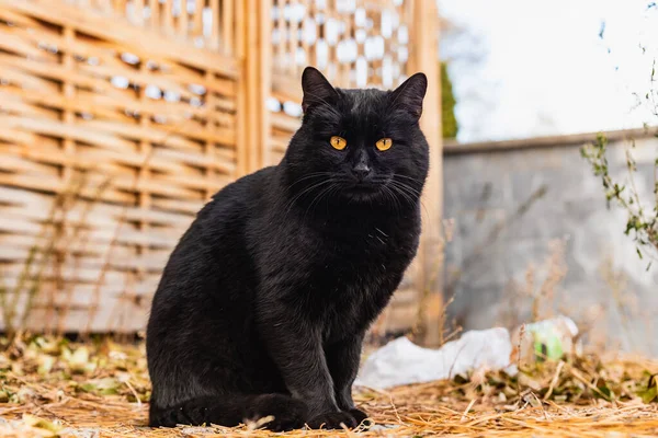 一只长着橙色眼睛的漂亮街道黑猫的画像 — 图库照片