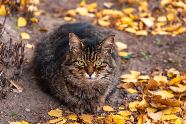 毛绒绒的街头猫坐在地上 秋天的黄叶 — 图库照片