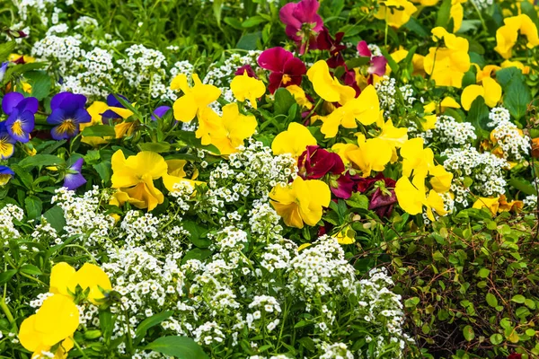Multi-colored flowers in the spring flowerbed close-up, macro — Stock Image Multi Colored Flowers Spring Flowerbed Close Macro Royalty Free Stock Images