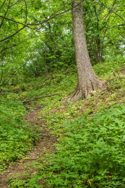 Güzel yaz orman manzarası - büyük ağaç ve Woodland yolu