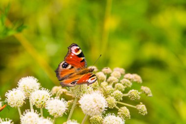 Güzel kelebek tavus kuşu, yaz otlağının yakınındaki nemfoman.