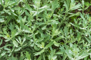 Bahçede büyüyen Wormwood, yakın plan.