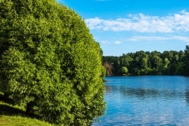 Yazın parkta güzel yeşil ağaçlar ve göl