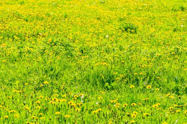 Güzel bir yaz çiçeği arka planı - yeşil çimenler ve boş bir tarlada çiçek açan karahindibalar