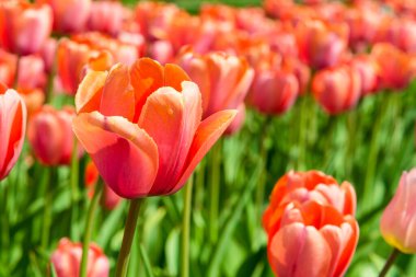 Çiçeklerle dolu bir tarlada güzel turuncu lale. Çiçeklerle süslenmiş. Tebrikler.