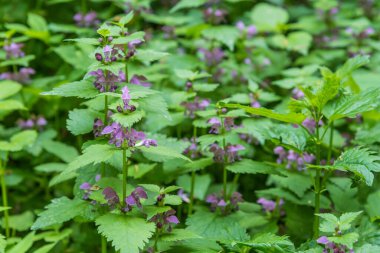 Güzel çiçek arkaplanı - yakın bir ormanda yeşil çimen