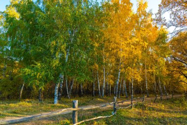 Sonbahar kırsal arazisi - yeşil ve parlak altın ağaçlı huş ağaçları, sarı yapraklar ve ahşap çitli bir patika