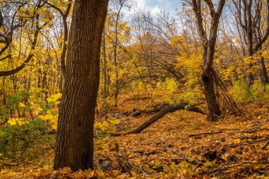 Sonbahar ormanlık arazisi. Sonbahar yapraklarından oluşan bir halı. Tepedeki ormandaki ağaçların arasında.