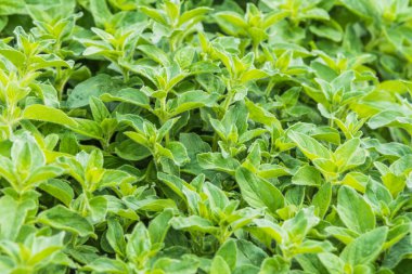 Yatakta taze kekik - üst görünüm