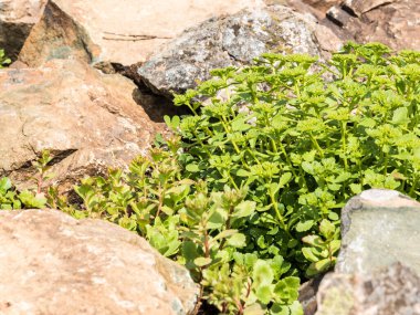 Peyzaj tasarımı arka plan - pürüzlü taşların arasındaki çimler
